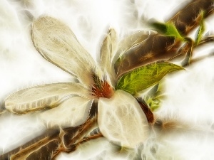 Fractalis, Colourfull Flowers, Magnolia kobus