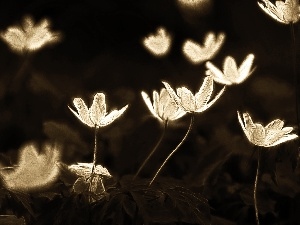 Anemones, Fractalius, White