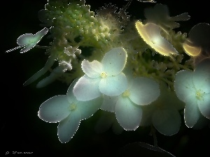 Fractalius, Flowers