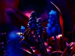 Flowers, Fractalius, Muscari