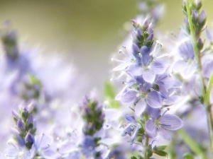 Flowers, Fractalius, purple