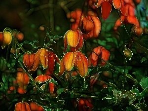 Fractalius, Flowers
