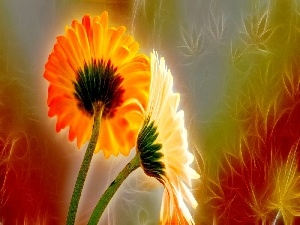 graphics, Fractalius, gerberas