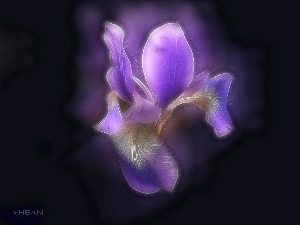 Fractalius, iris