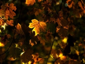 Leaf, Fractalius, Autumn