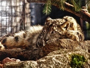snow leopard, Fractalius, lying