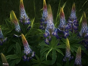 lupine, Fractalius, blue