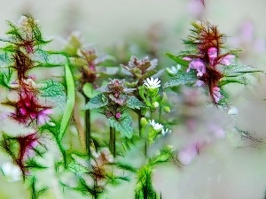 Fractalius, plants