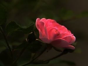 rose, Fractalius, Pink