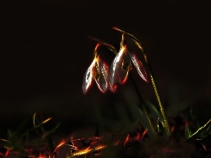 Fractalius, snowdrops