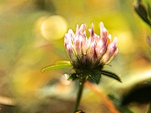 trefoil, Fractalius, Pink