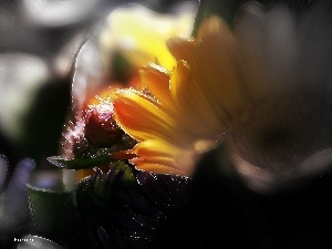 Wildflowers, Fractalius, Flowers