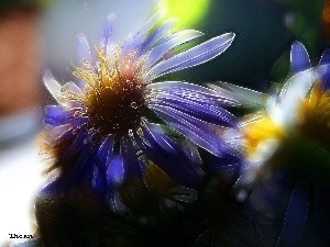 Wildflowers, Fractalius, Flowers