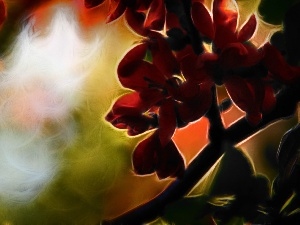 Flowers, Fractaluis, Red