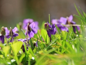 grass, fragrant violets