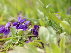 fragrant violets