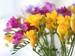 Freesias, color