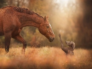 friends, Horse, dog, feet