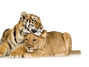 tiger, friends, Lioness