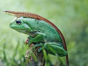 frog, lizard, strange frog