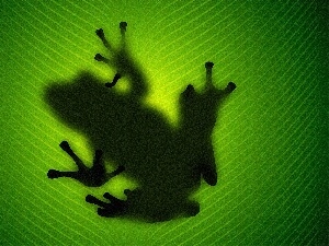 Frogs, shadow