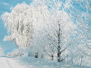 Frost, drifts, forest, snow