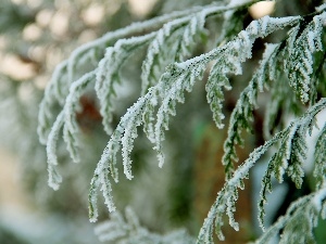 winter, Frost, thuja