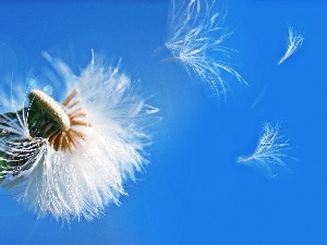 common, fructification, puffball