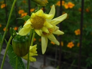 fructification, Flowers, Yellow Honda, Dalia