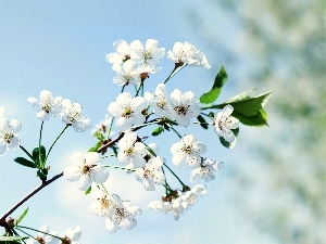 fruit, trees, Blossoming, twig