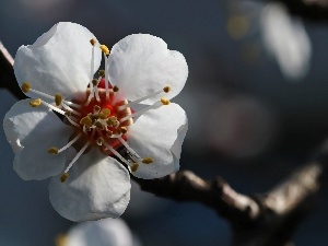 fruit, trees, White, Colourfull Flowers