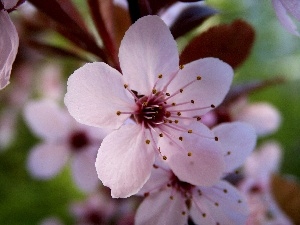 fruit, viewes, Colourfull Flowers, trees