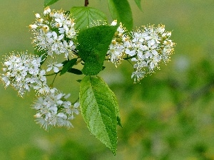 fruit, viewes, twig, Flowers, trees