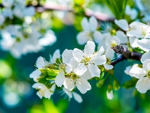 fruit, viewes, Flowers, trees