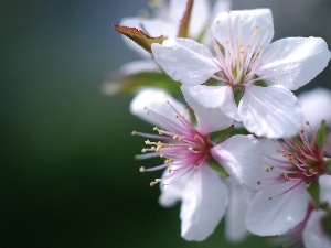 fruit, viewes, Flowers, trees