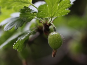 gooseberry, fruit, Green