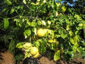 grape-fruit, trees