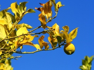 Lemon, fruit, sapling