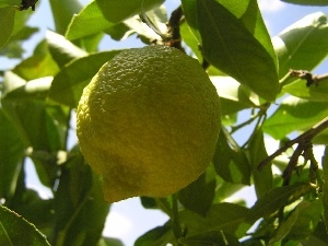 lemons, fruit, sapling
