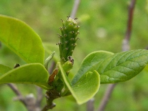 fruit, Magnolia