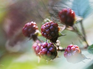 maturing, fruit, blackberry