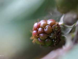 maturing, fruit, blackberry
