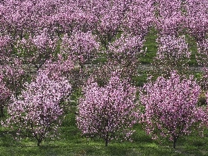 fruit, viewes, flourishing, orchard, trees