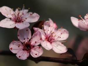 fruit, trees, Pink, Flowers