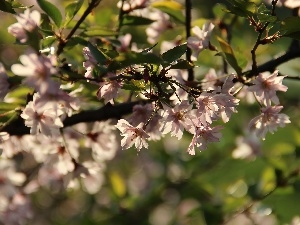 fruit, trees, Pink, Flowers