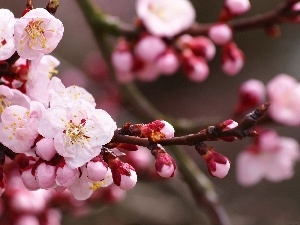 fruit, trees, Pink, Flowers