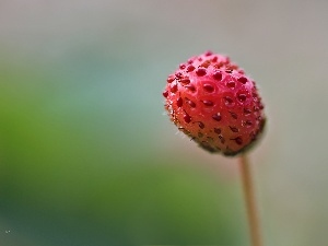 Red, fruit, Strawberry