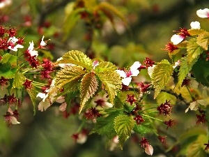 fruit, changing to, trees