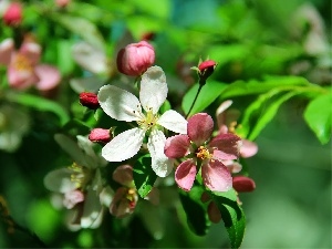 trees, fruit, flourishing