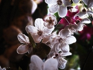 trees, fruit, flourishing